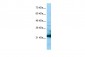 CXorf26 (chromosome X open reading frame 26) Antibody